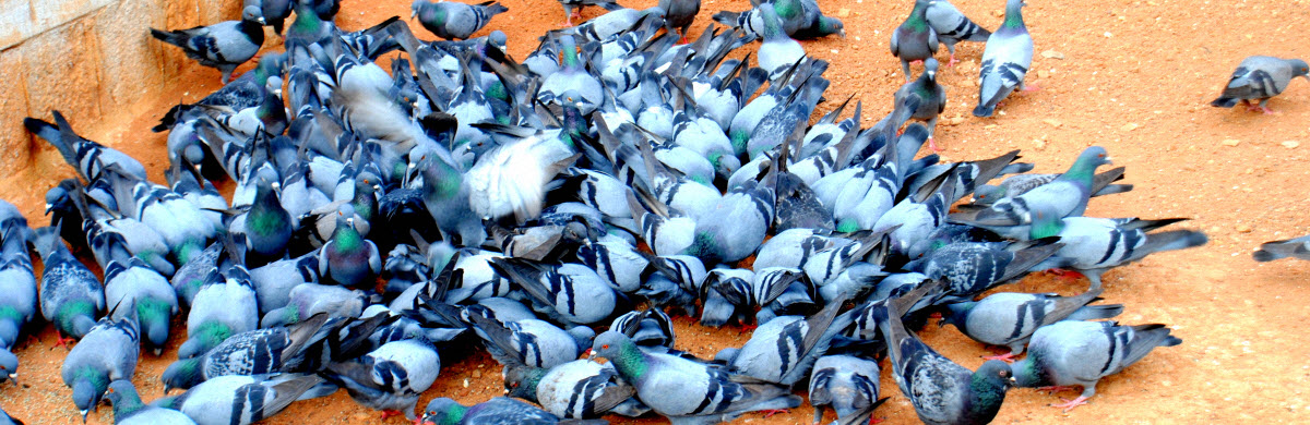 HRANA ZA GOLUBOVE PODGORICA CRNA GORA